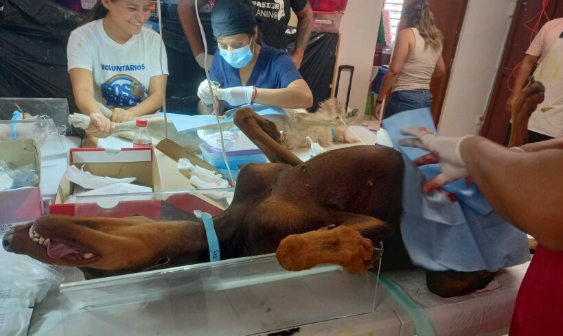 Voluntarios Perrunos and K9 Lifesavers Mexico participation on the June Free Sterilization Campaign SOS