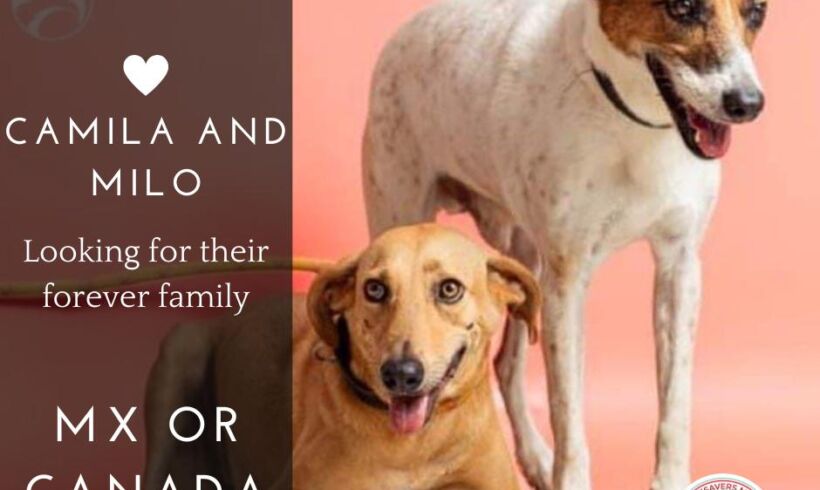 Milo y Camila