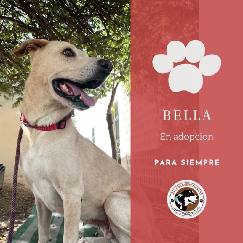Bella Bella