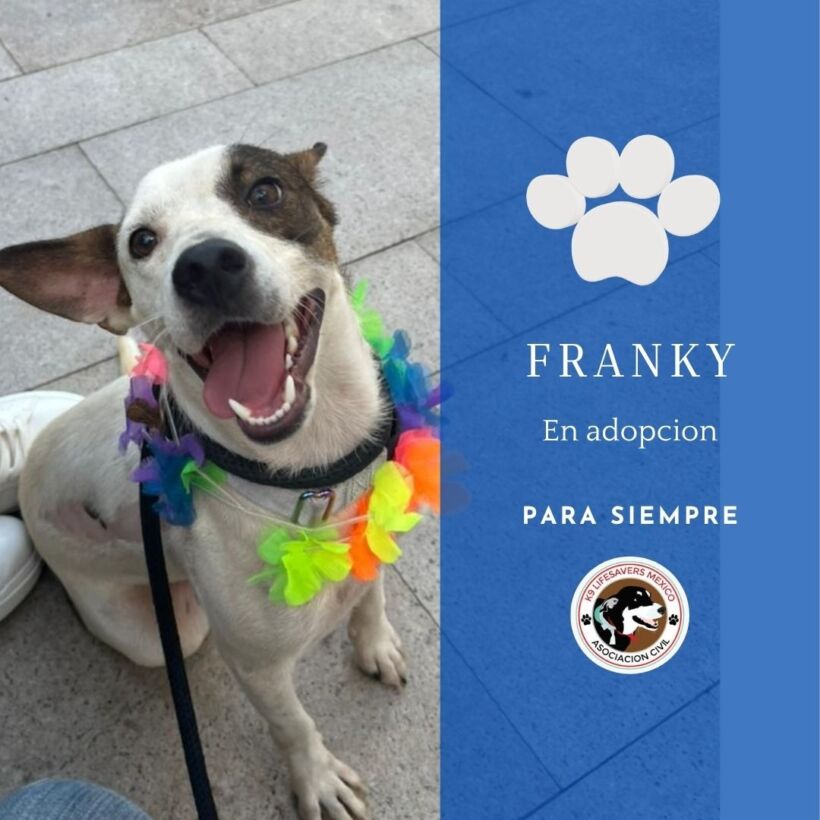 Franky Franky