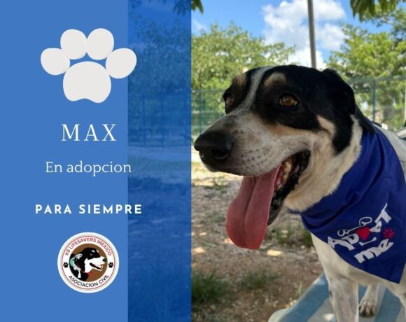 Max Max