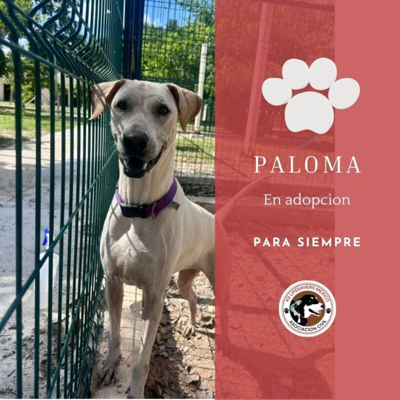 Paloma Paloma