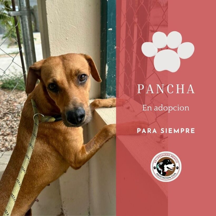 Pancha Pancha