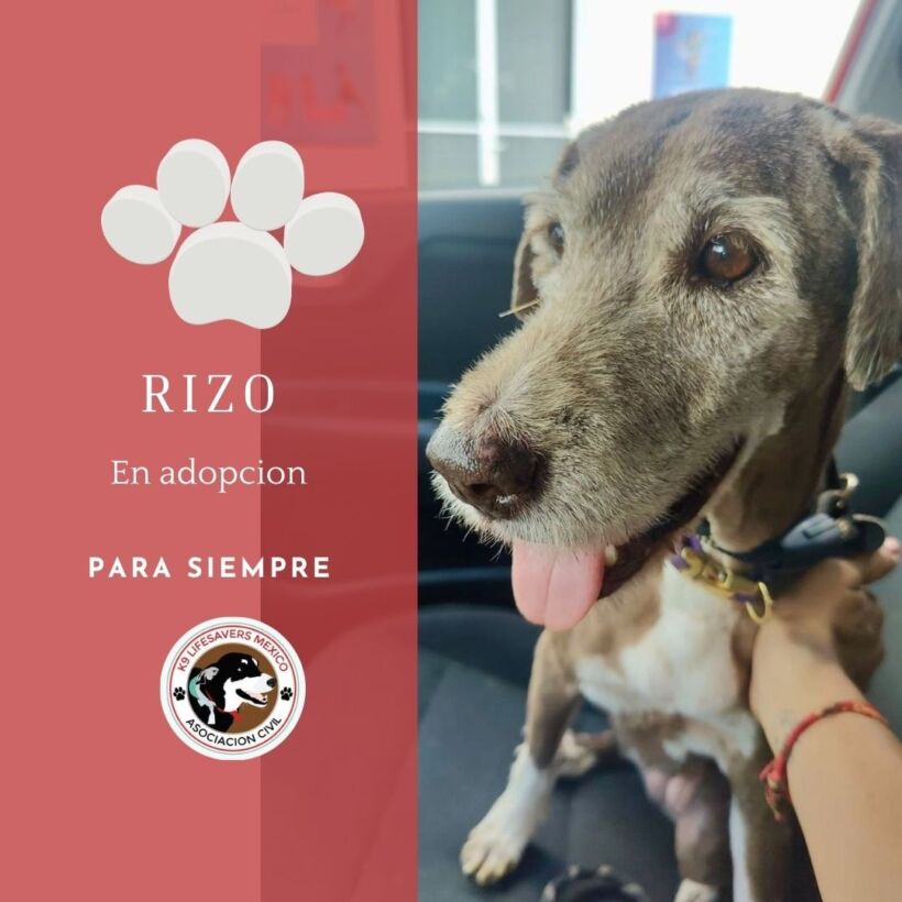 Rizo Rizo