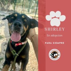 Shirley