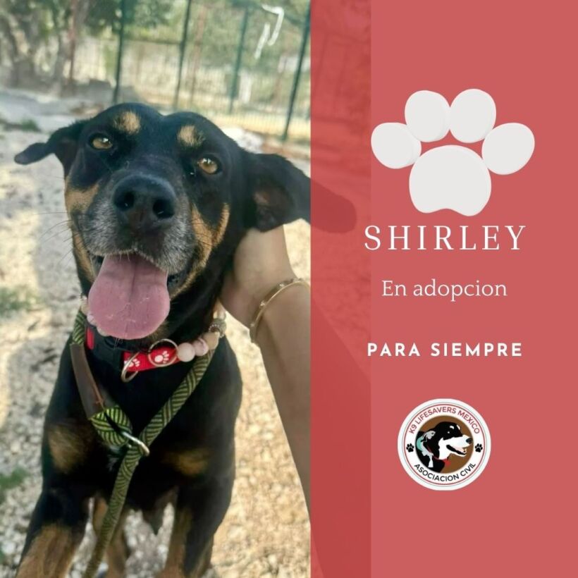 Shirley Shirley